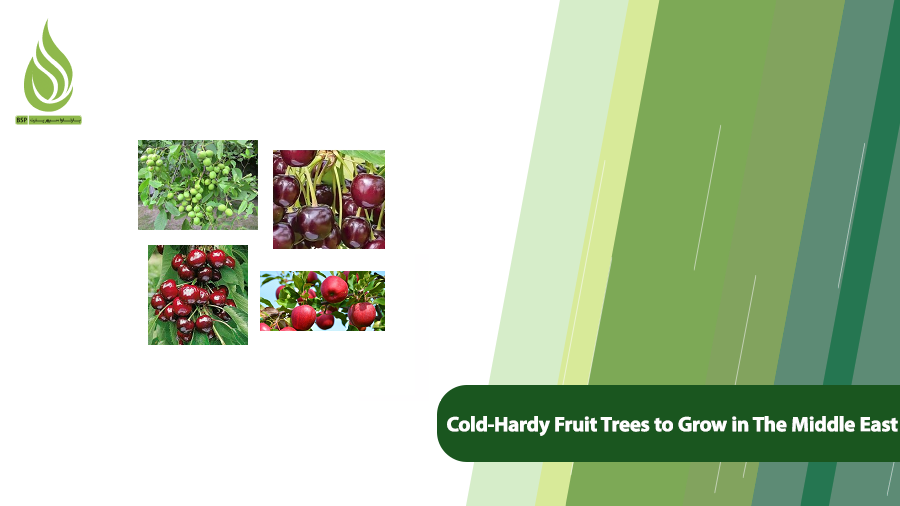 Cold-Hardy Fruit Middle East