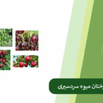 معرفی 10 درخت میوه سردسیری