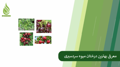 تصویر معرفی 10 درخت میوه مقاوم به سرما؛ بهترین انتخاب ها برای مناطق سردسیری ایران