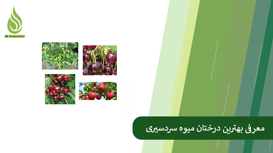 معرفی 10 درخت میوه سردسیری