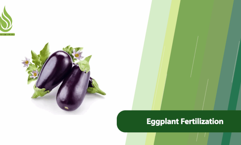 تصویر Eggplant Yield: A Complete Guide to Proper Eggplant Fertilization