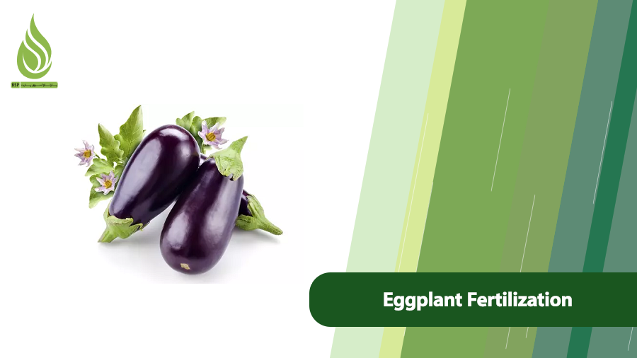 Eggplant Fertilization