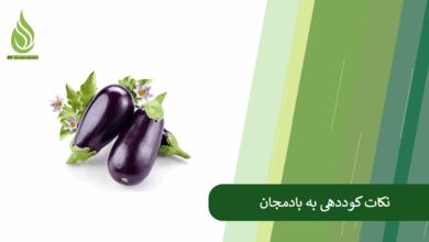 تصویر چگونه عملکرد بادمجان را افزایش دهیم؟ (راهنمای کامل تغذیه و کوددهی اصولی)