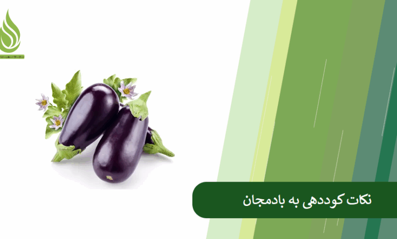 تصویر چگونه عملکرد بادمجان را افزایش دهیم؟ (راهنمای کامل تغذیه و کوددهی اصولی)