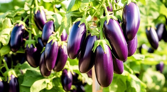 اهمیت کود پتاسه در کوددهی بادمجان