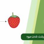 روش های کمکی برای درشت شدن میوه