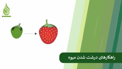 تصویر دلایل ریزه ماندن میوه ها چیست؟ + راهکارهای اساسی برای درشت شدن میوه