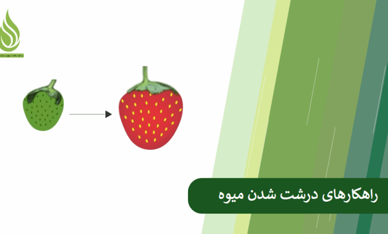 تصویر دلایل ریزه ماندن میوه ها چیست؟ + راهکارهای اساسی برای درشت شدن میوه