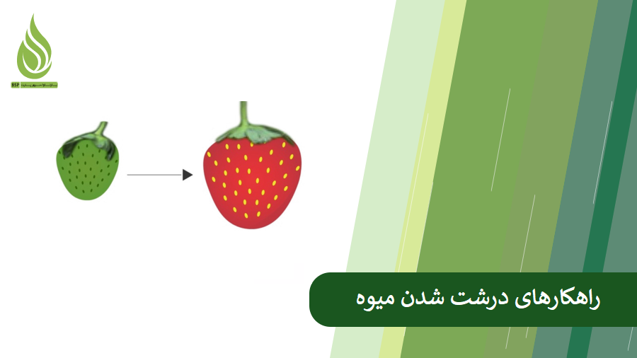 روش های کمکی برای درشت شدن میوه