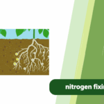 nitrogen fixing plants