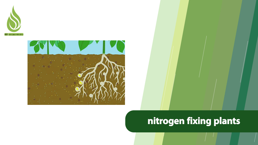 nitrogen fixing plants