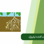 بررسی اهمیت تثبیت نیتروژن خاک