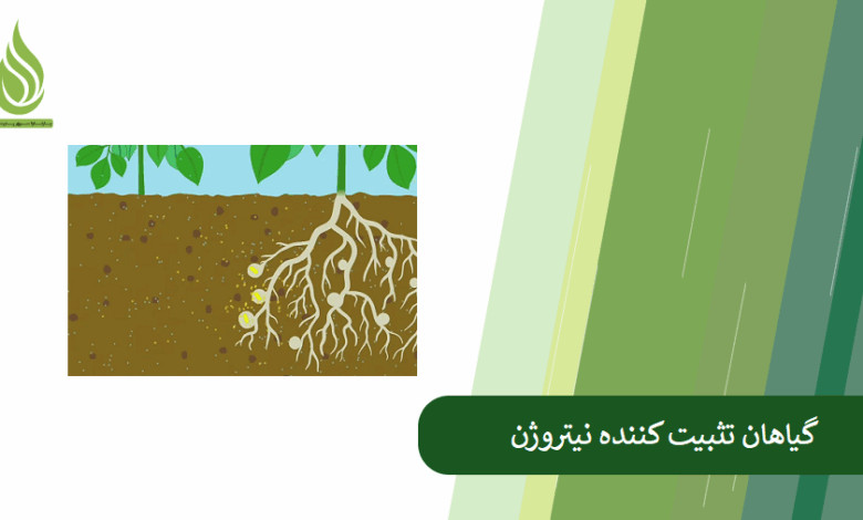 تصویر چگونه نیتروژن خاک را حفظ کنیم؟ گیاهان تثبیت کننده نیتروژن کدامند؟