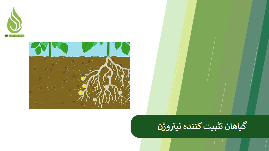 بررسی اهمیت تثبیت نیتروژن خاک