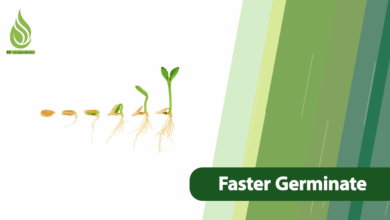 تصویر How to Make Seeds Germinate Faster and Stronger?