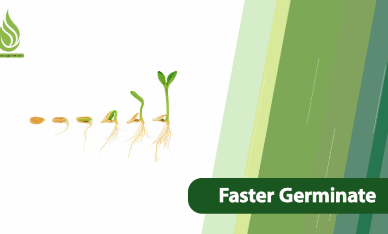 تصویر How to Make Seeds Germinate Faster and Stronger?