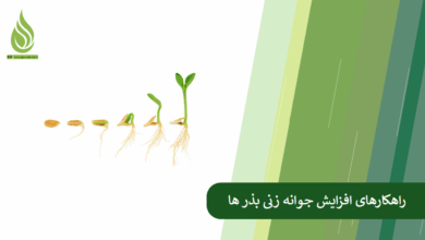 تصویر چطور جوانه زنی بذر ها را سریع تر و قوی تر کنیم؟ (راهکارهای علمی و عملی)