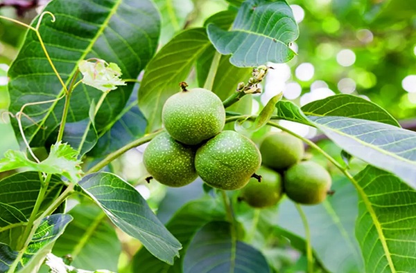 معرفی درخت میوه سردسیری- گردو