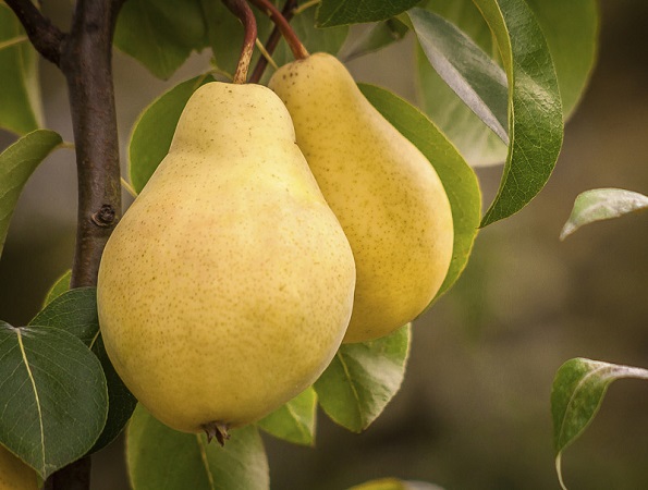 درخت میوه سردسیری- گلابی