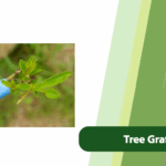 tree grafting