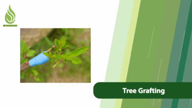 تصویر The Secret to Successful Tree Grafting & The Role of Nitrogen