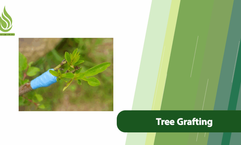 تصویر The Secret to Successful Tree Grafting & The Role of Nitrogen
