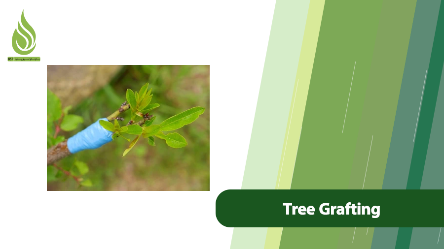 tree grafting