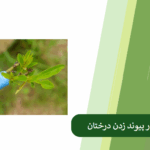 نقش نیتروژن در پیوند زدن درخت