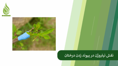 تصویر راز پیوند زدن موفق درخت چیست؟ نقش نیتروژن را دست کم نگیرید!