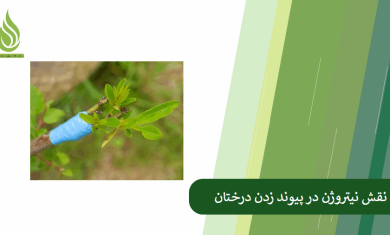 تصویر راز پیوند زدن موفق درخت چیست؟ نقش نیتروژن را دست کم نگیرید!