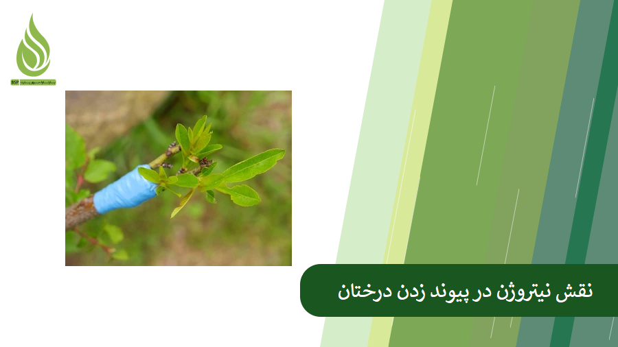 نقش نیتروژن در پیوند زدن درخت
