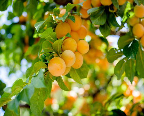 درخت میوه سردسیری- زردآلو