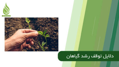 تصویر دلایل علمی برای توقف رشد گیاهان باغی و خانگی + راه حل این مشکلات