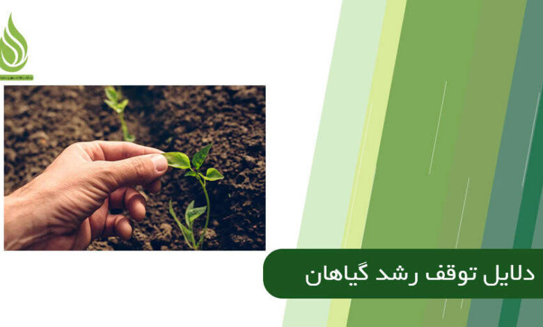 تصویر دلایل علمی برای توقف رشد گیاهان باغی و خانگی + راه حل این مشکلات