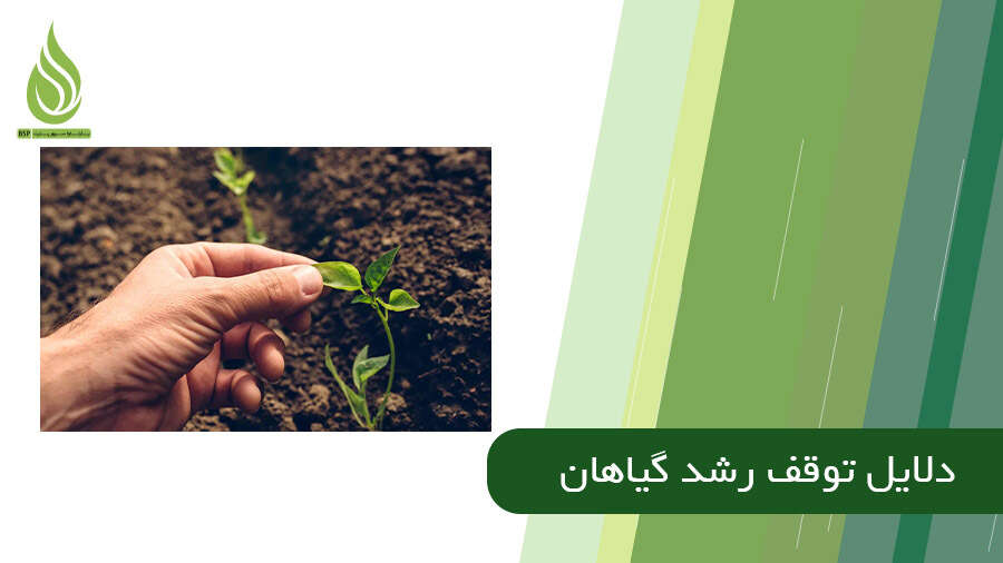 توقف رشد گیاهان