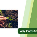Plants Stop Growing