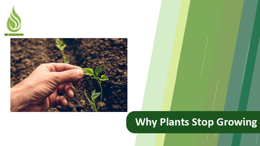 Plants Stop Growing