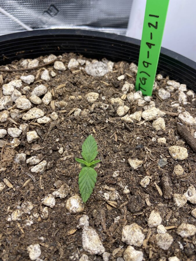 Why Plants Stop Growing and How to Solve This Problem?