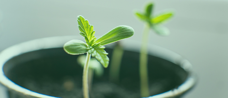 How to Tell If Your Plant’s Growth Has Stopped
