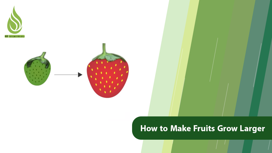 How to Make Fruits Larger