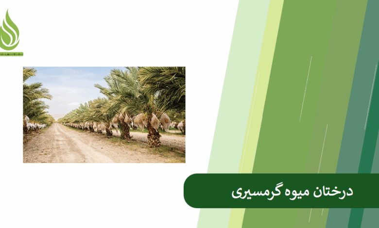 تصویر کدام درختان نسبت به گرما مقاومند؟ (معرفی درختان میوه گرمسیری مناسب کشت در ایران)