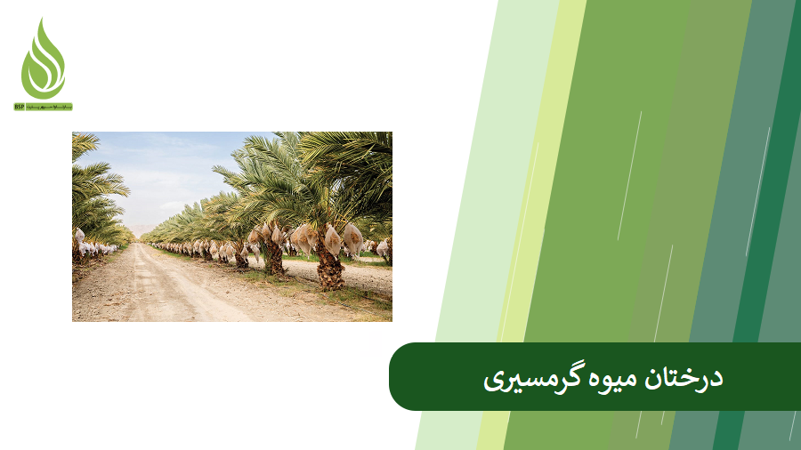 معرفی درختان میوه گرمسیری