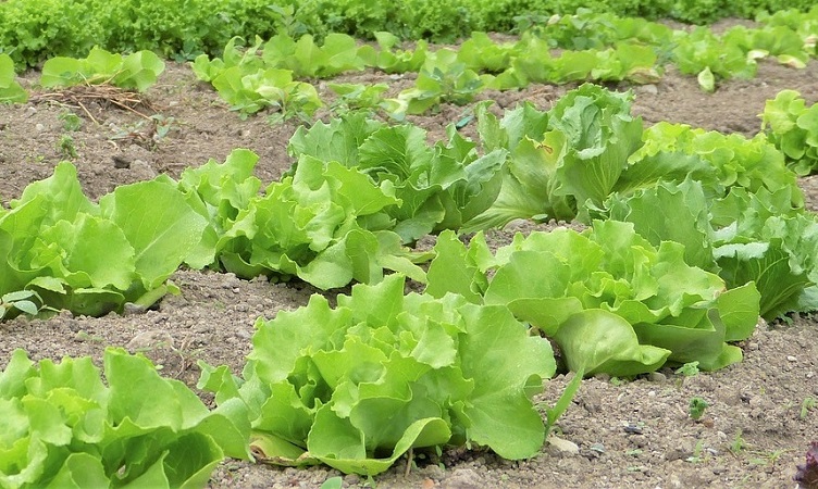 Fall Crops for Temperate Regions