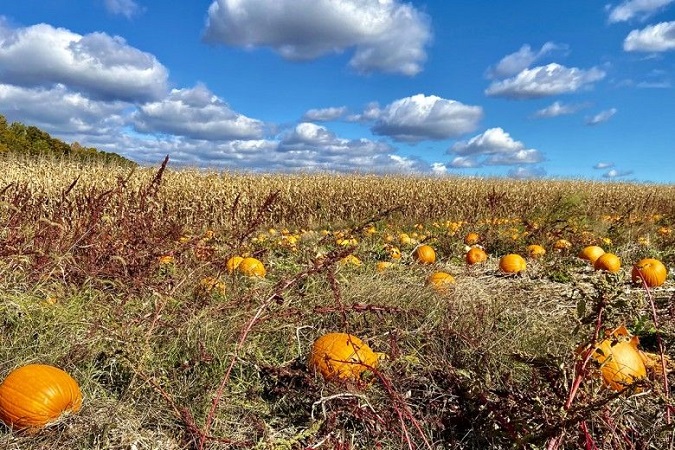 Fall Crops for Warm Regions