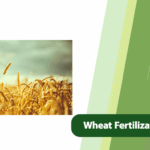 Wheat Fertilization