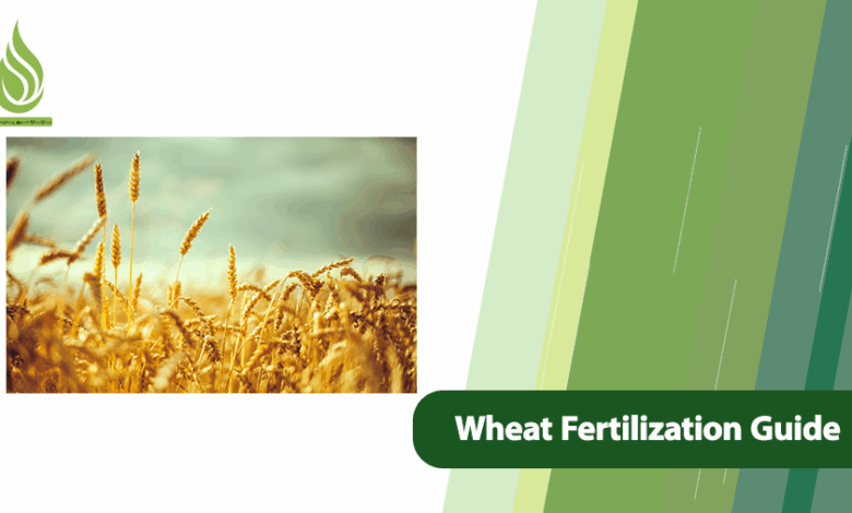 تصویر Wheat Fertilization Guide: What Fertilizer & When?