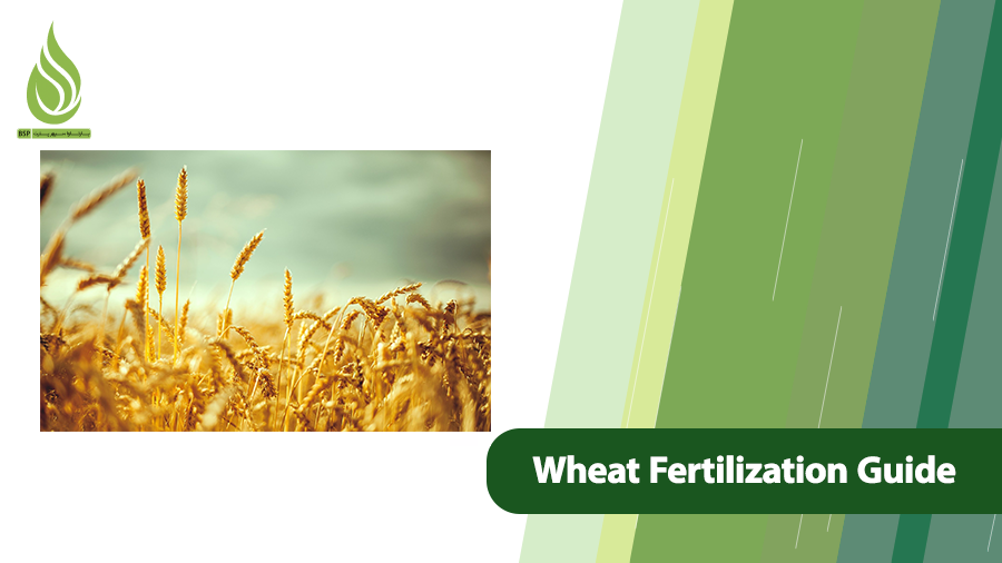 Wheat Fertilization