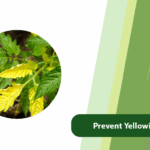 Prevent Yellowing Leaves