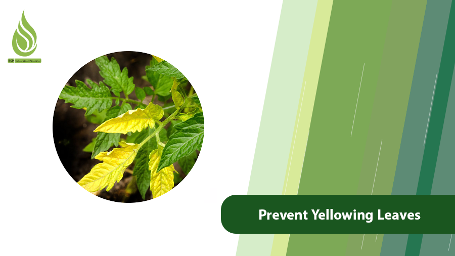 Prevent Yellowing Leaves