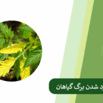 بررسی روش های جلوگیری از زرد شدن برگ گیاهان
